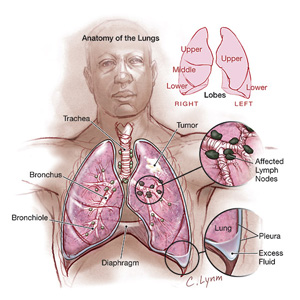 Anatomy of the Lungs