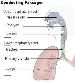 Image of Conducting Passages